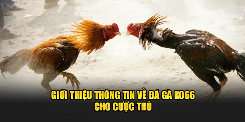 Giới thiệu thông tin về đá gà KO66 cho cược thủ 